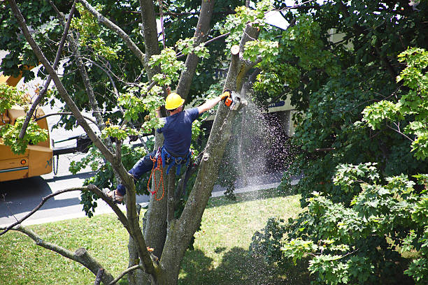 Tree and Shrub Care in Opp, AL